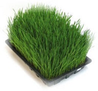 wheatgrass image
