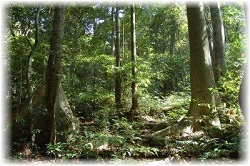 wild forest image