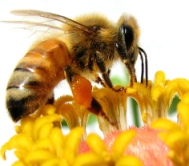 honey bee graphic