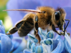 bee with pollen graphic