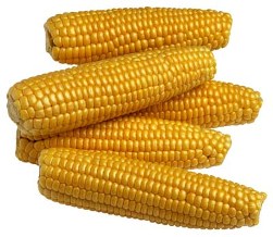 corns graphic
