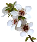 manuka flowers graphic