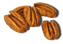 pecan graphic