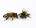 bees graphic