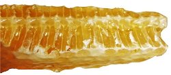 piece of honeycomb