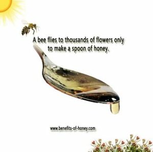 honey bee facts bees make a spoon of honey