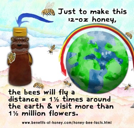 HONEY AND FACTS ABOUT THE BEES THAT MAKE IT