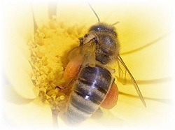 honey bee on flower image