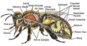 honey is not bee vomit diagram