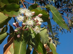 eucalyptus tree image