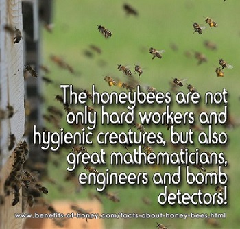 facts about honey bees poster