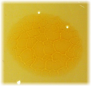 honeycomb pattern pure honey test image