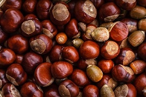 chestnut image