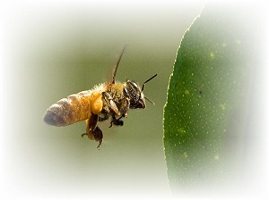 organic honey bee image