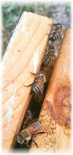 marion and bee keeping