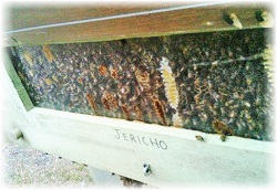 marion and bee keeping