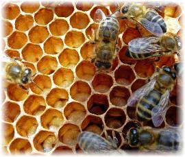bees and honeycomb image
