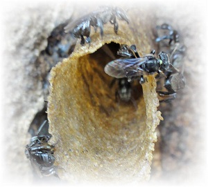 farming stingless bees image