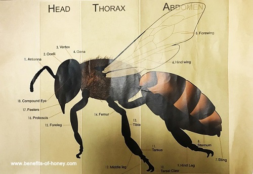 body parts of honeybee image