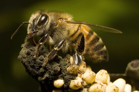 africanized honey bee killer bee image