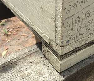 solitary bees in australia image6