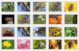 how do bees make honey bee pictures image