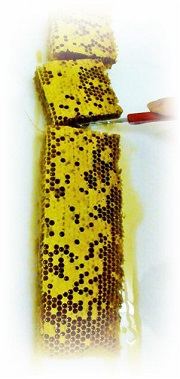 honey and bees in hong kong honeycomb image