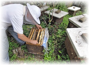 honey and bees in hong kong beekeeper image