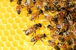 Do Bees Poop in Their Honey bees image
