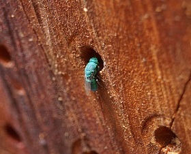 solitary bees in australia image6