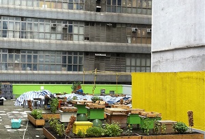 urban beekeeping honey and bees in hong kong 