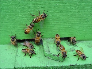 honey and bees in hong kong bees image6