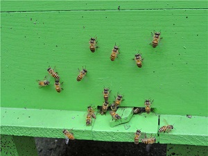 honey and bees in hong kong bees image7
