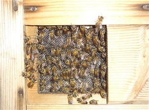honey and bees in hong kong bees image8