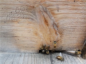 honey and bees in hong kong bees image8