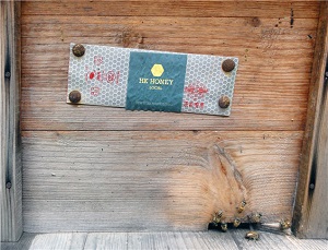 honey and bees in hong kong bees image9