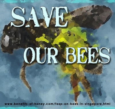7 FAQs on Bees in Singapore Poster