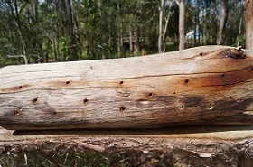 solitary bees in australia image1