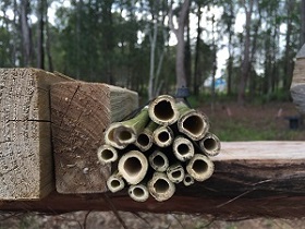 solitary bees in australia image3