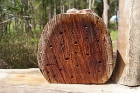 solitary bees in australia image4