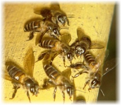 E News 2010-2012 bees image