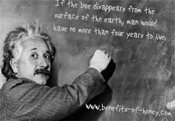Albert Einstein and Bees