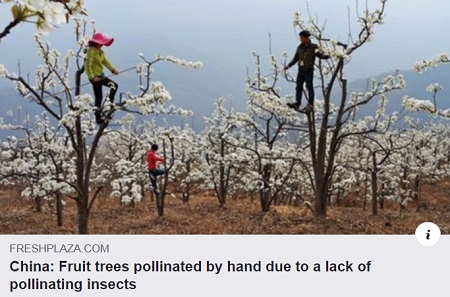 e news pollinate by hand